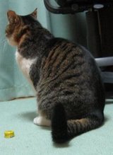 �ˤ�󤿷���������