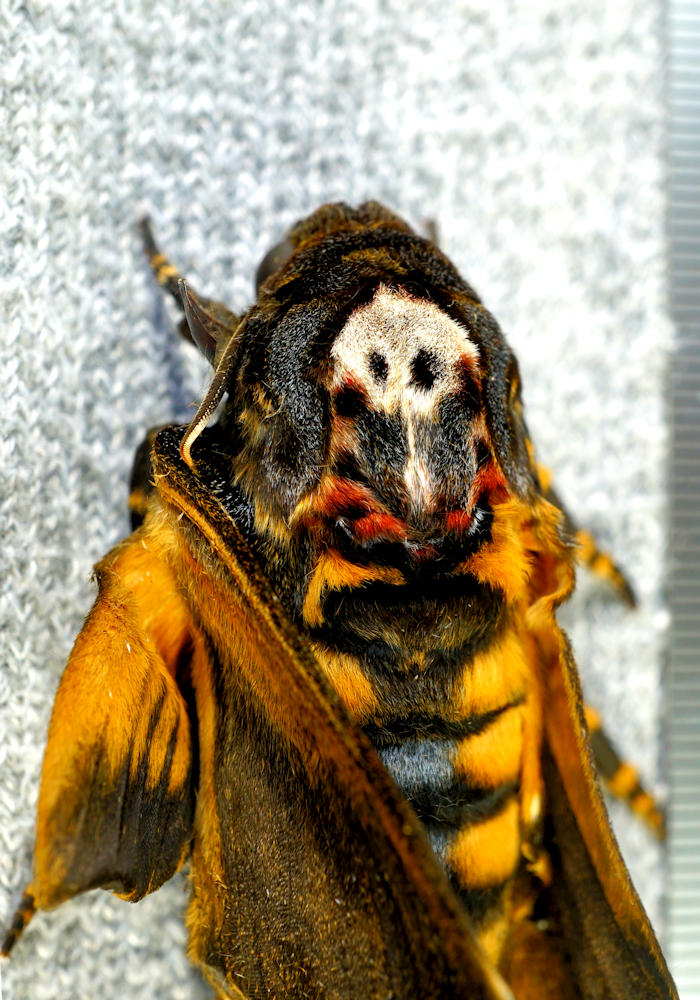 背中の髑髏が目に入らぬか : 尺八と草花のつれづれ日記