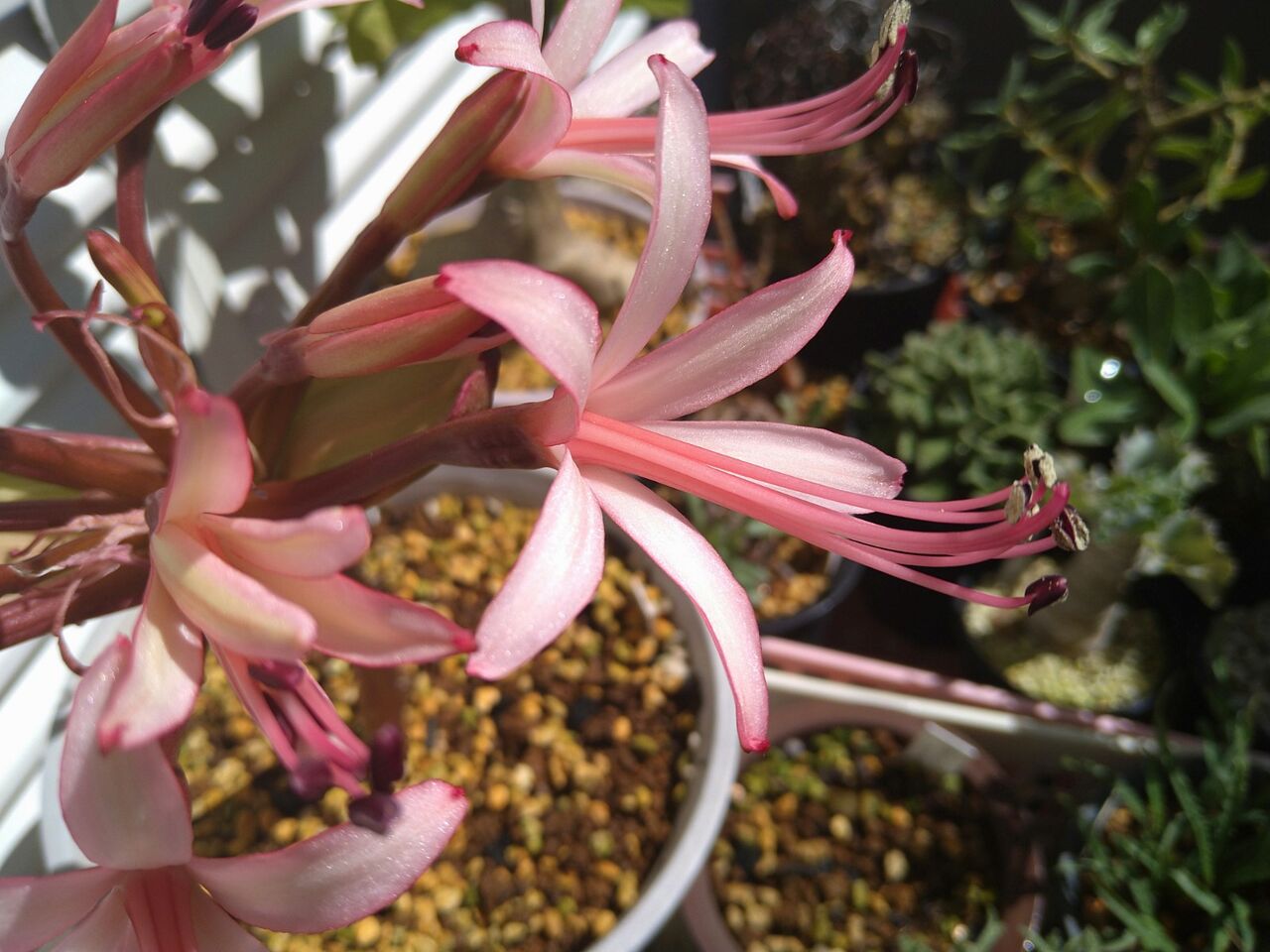 ブルンスビギアストリアータ（Brunsvigia striata）[3号]