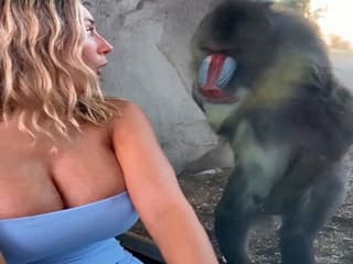 【動画】お猿さん、人間の女性がエロすぎてビュルビュル射精してしまうｗｗｗｗｗｗ
