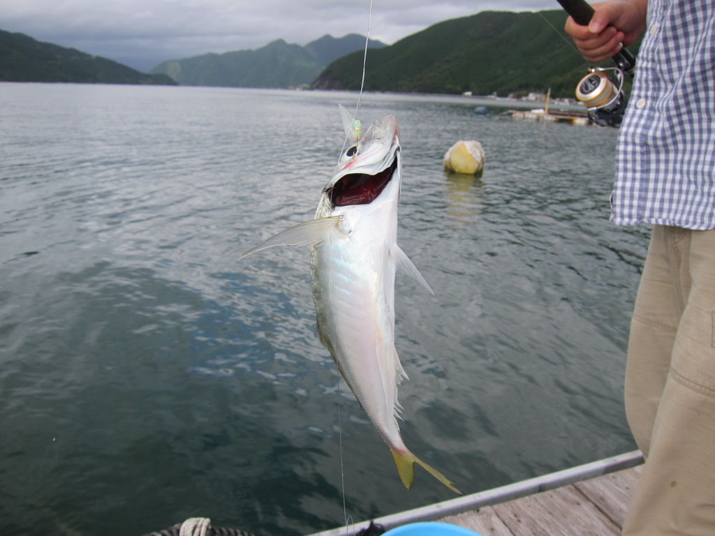 海釣り 尾鷲湾 三重県 紀北町海山区 ちょっと食い意地 張ってます 海釣り 尾鷲湾 三重県 紀北町海山区 ちょっと食い意地 張ってます