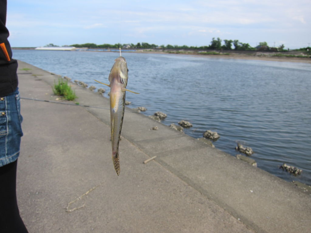 ハゼ釣り 津市 雲出川河口 ちょっと食い意地 張ってます ハゼ釣り 津市 雲出川河口 ちょっと食い意地 張ってます