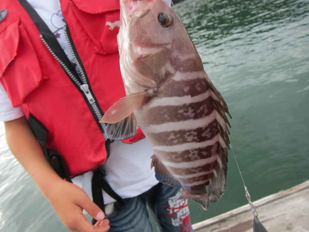 海釣り 尾鷲湾 三重県 紀北町海山区 ちょっと食い意地 張ってます 海釣り 尾鷲湾 三重県 紀北町海山区 ちょっと食い意地 張ってます