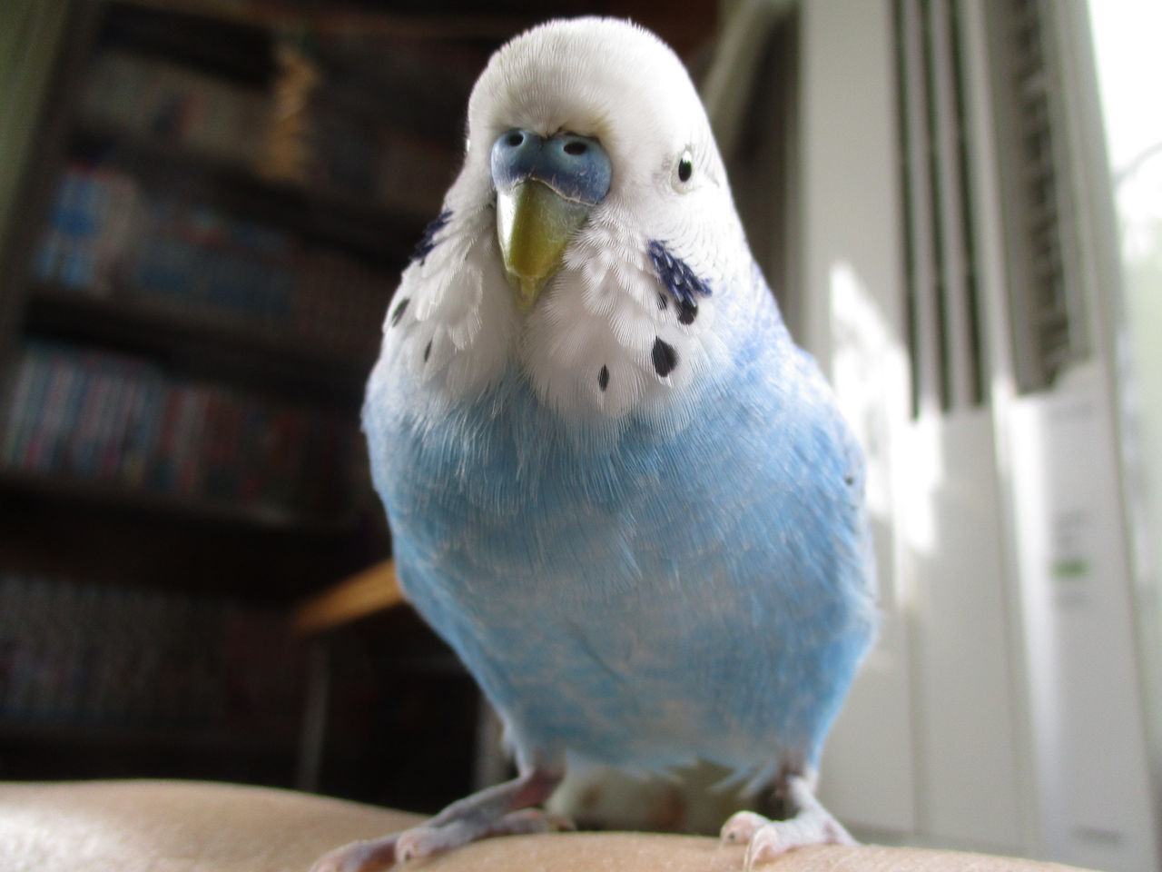 インコのつぶやき 究極 怖い話 d情報 インコのつぶやき 究極 怖い話 d情報