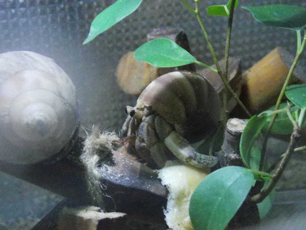 ナキオカヤドカリのチビ助を迎えました 家族と インコと暮らす 旧オカヤドカリと日々のブログ