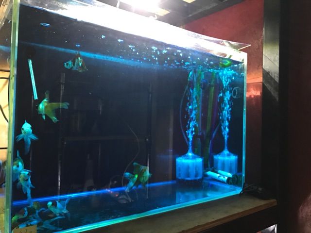 水草水槽 10week 濁り取り 白点病再発 On The Road Again 水草水槽 10week 濁り取り 白点病再発 On The Road Again