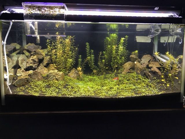 水草水槽 6week On The Road Again