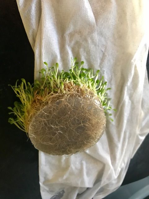 水草植え込み On The Road Again 水草植え込み On The Road Again