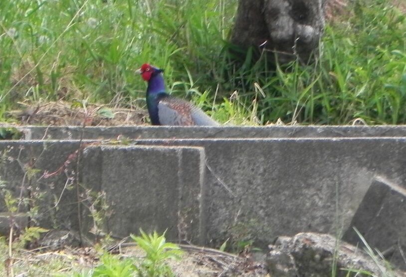 近所でキジ 雉 を見つけて写真撮影に成功 Nicon Coolpix P100が活躍しました ピぴっ ぃぴっ タン の お告げ