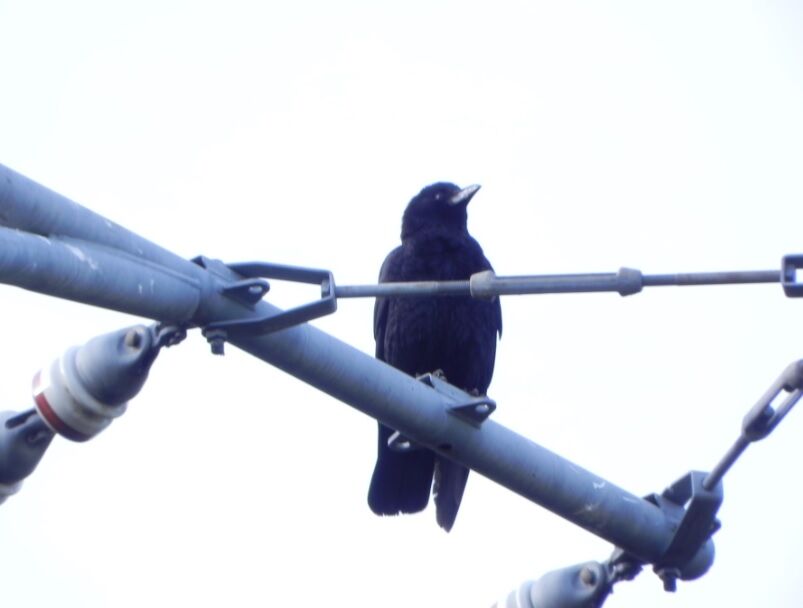最近 撮影した鳥の写真 カラス 烏 キジ 雉 シラサギ 白鷺 ピぴっ ぃぴっ タン の お告げ 最近 撮影した鳥の写真 カラス 烏 キジ 雉 シラサギ 白鷺 ピぴっ ぃぴっ タン の お告げ