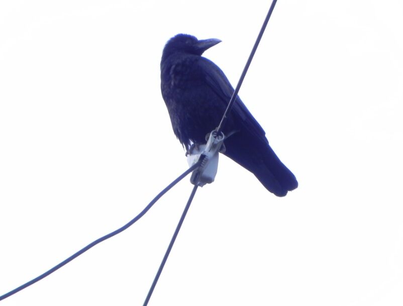 最近 撮影した鳥の写真 カラス 烏 キジ 雉 シラサギ 白鷺 ピぴっ ぃぴっ タン の お告げ