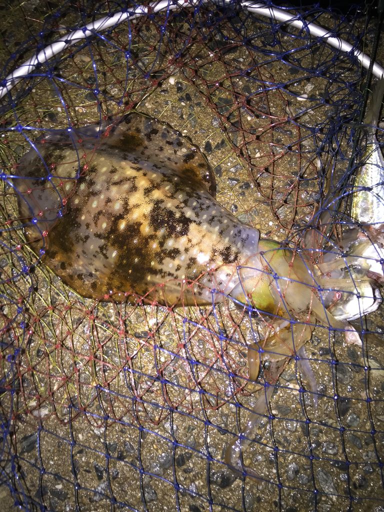 アオリイカとの戦い４ ｅｔｅ 開発日誌