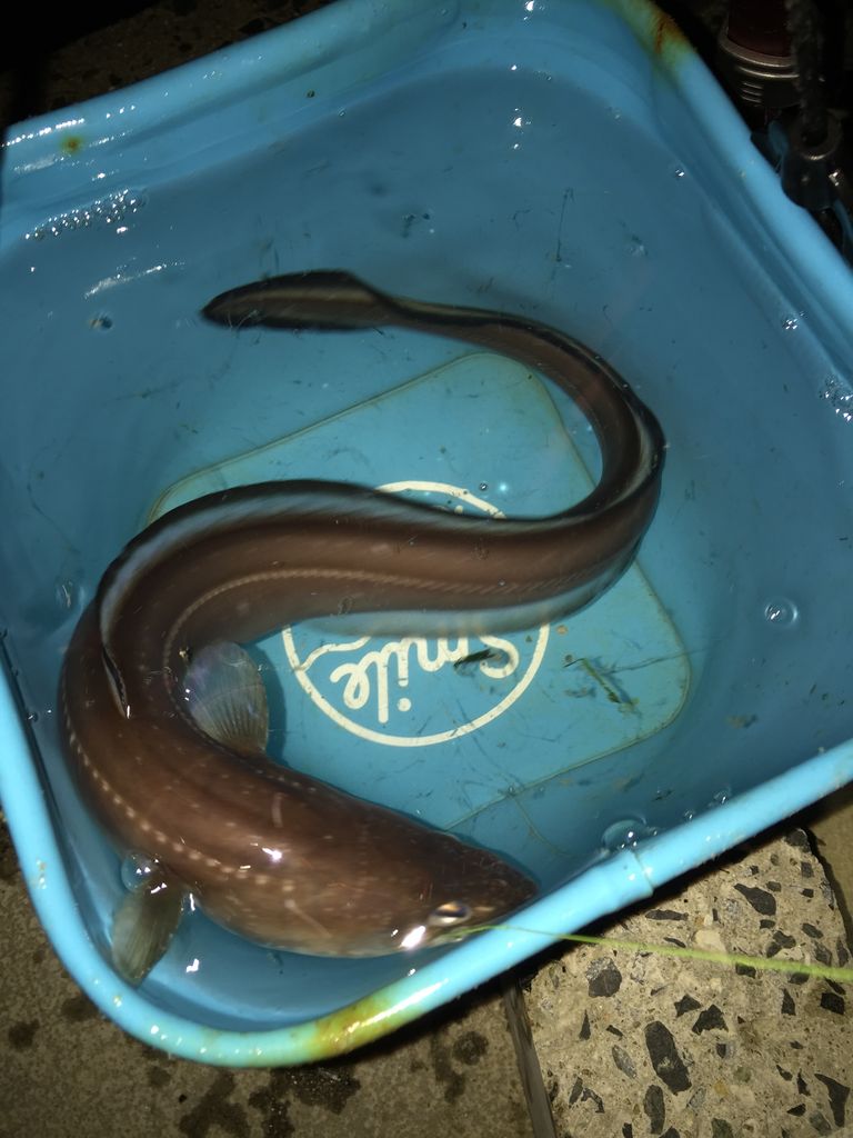 アオリイカとの戦い４ ｅｔｅ 開発日誌