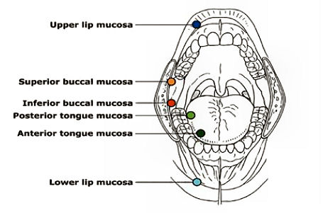mouse02