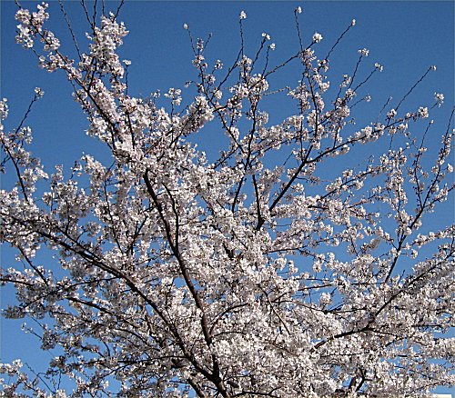 桜桜