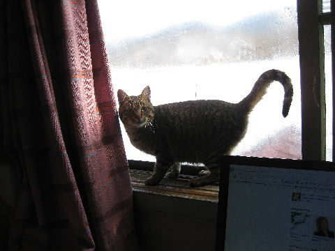 猫つかう2