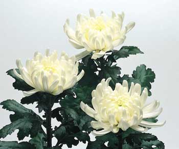 白い菊01