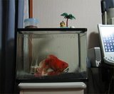 金魚