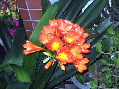 花0513b