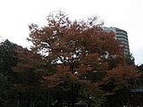 紅葉0609