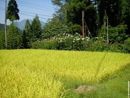 画像14