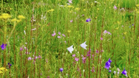 25b2916b5c49db617f52fa5ea48efee7-730x410