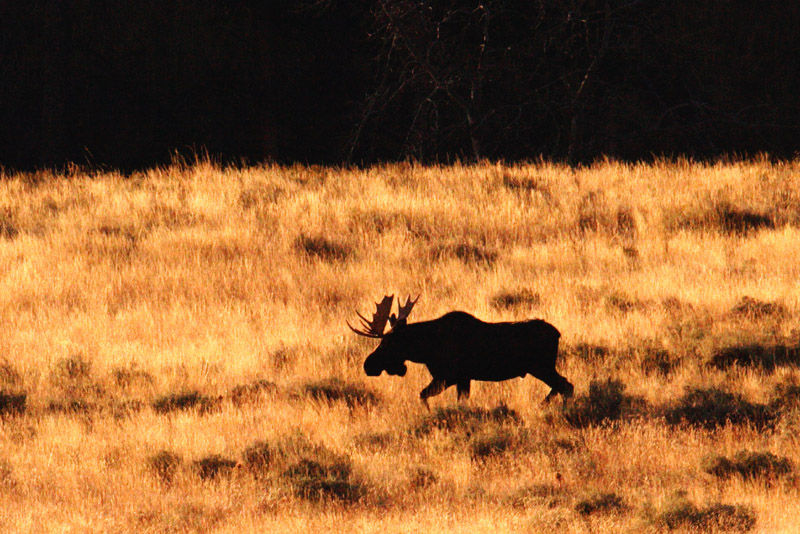 故星野道夫氏の好みそうな風景 探険家 Yoshiiの探検 冒険の旅のブログ