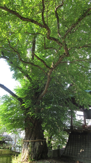 画像8