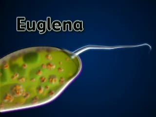 Euglena_