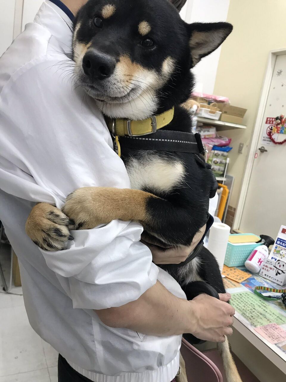 画像 わいのイッヌ 動物病院を恐がる 2chまとめ フェニックス速報 2ch 5ch Twitterまとめブログ