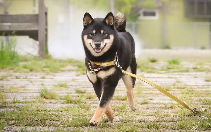画像 わいのイッヌ 動物病院を恐がる 2chまとめ フェニックス速報 2ch 5ch Twitterまとめブログ
