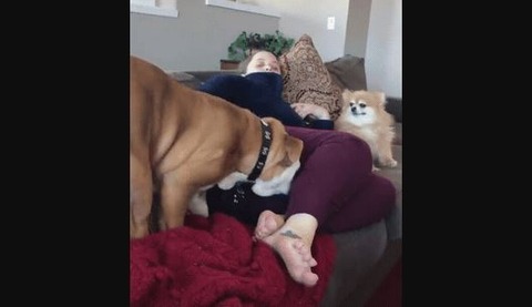 ワイ 犬が女の子のアソコの匂い嗅いで吐くgifで貰い吐き 2chまとめ フェニックス速報 2ch 5ch Twitterまとめブログ