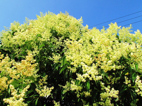 conv0009