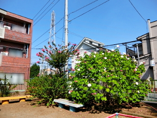東大和市、末広第二公園 higashiyamato_suehirodai2kouen