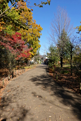 武蔵野市、グリーンパーク遊歩道 musashino_greenparkryokudou_c