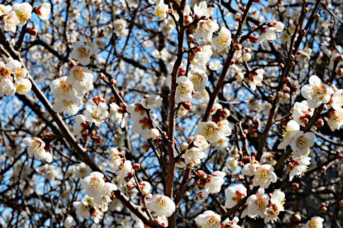 hachiouji_uratakao_ume_a