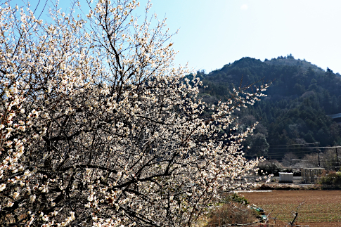 hachiouji_uratakao_ume