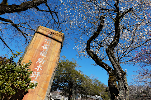 hachiouji_uratakao_kyuukousyuukaidou_komaginosyuku