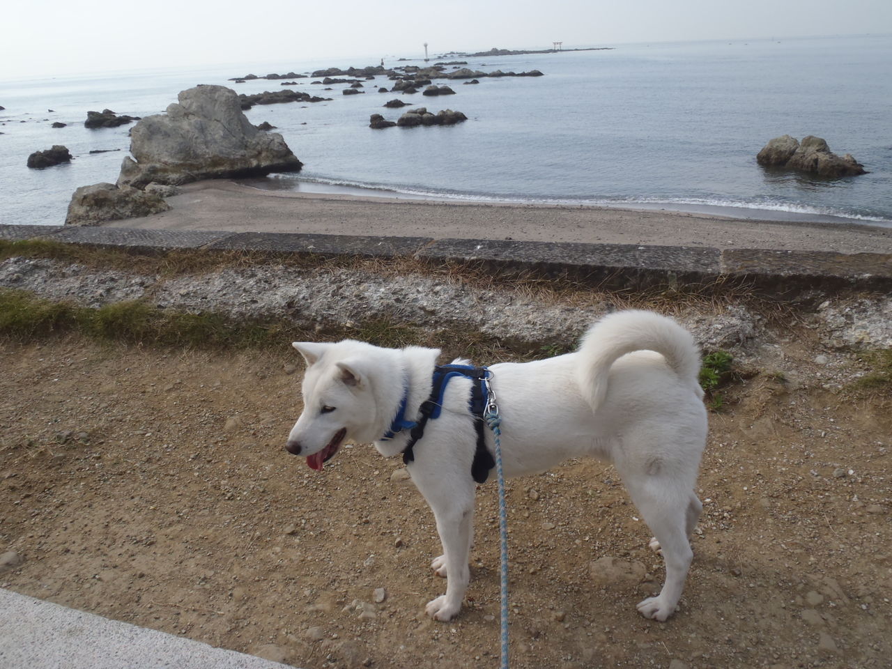 葉山でランチ 紀州犬ロクと柴犬リキ