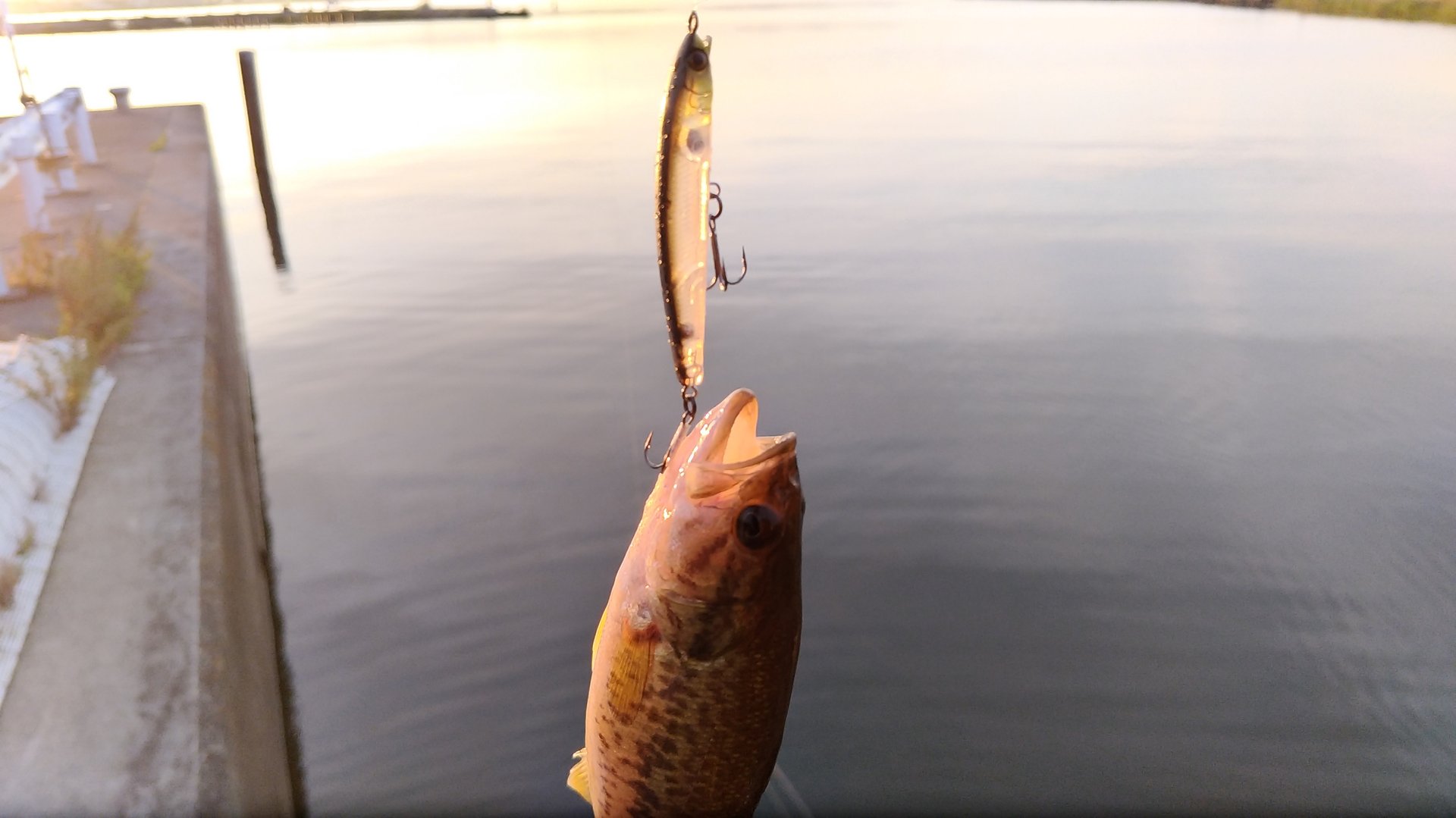 琵琶湖で島めぐり やっぱバス釣りは楽しい そして竹生島参拝 富山発 うしじフィッシング