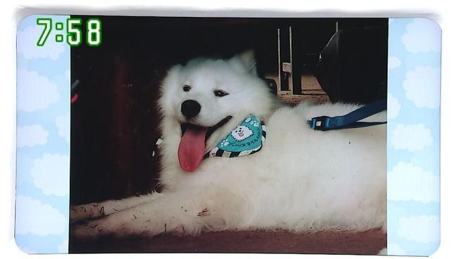 マスコミ 日本テレビ ｚｉｐ の人気犬 ジッペイ兄弟死ぬ クーラーの切れた車内で熱中症に Move速