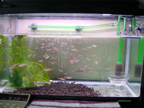 大人になって初めて飼ったペットはザリガニ