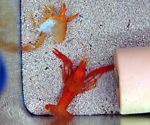 遂に撮った アメリカザリガニ脱皮のその瞬間 大人になって初めて飼ったペットはザリガニ