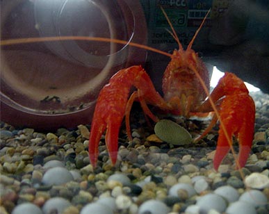 大人になって初めて飼ったペットはザリガニ