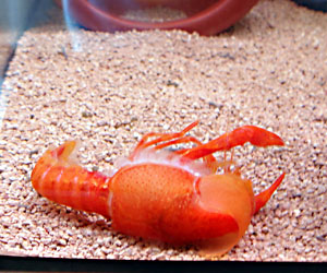 遂に撮った アメリカザリガニ脱皮のその瞬間 大人になって初めて飼ったペットはザリガニ