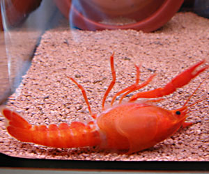 遂に撮った アメリカザリガニ脱皮のその瞬間 大人になって初めて飼ったペットはザリガニ