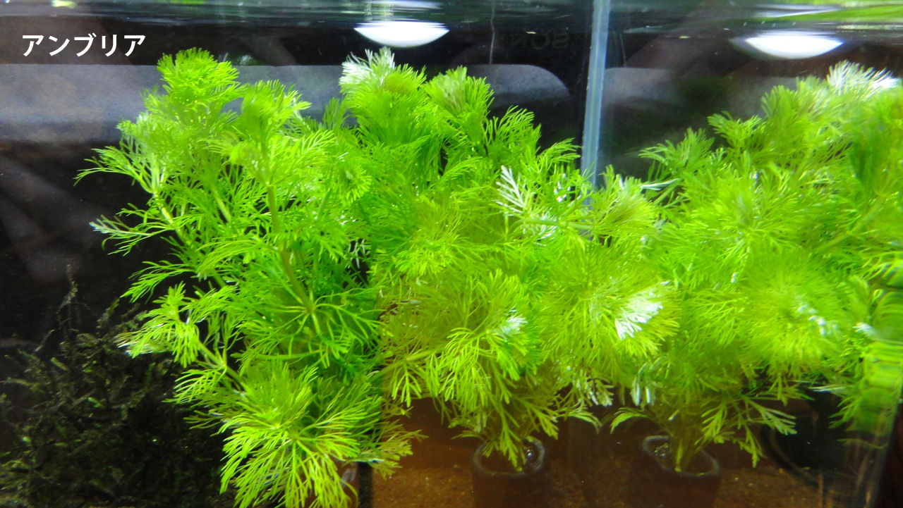 水草 アンブリア 導入 大人になって初めて飼ったペットはザリガニ