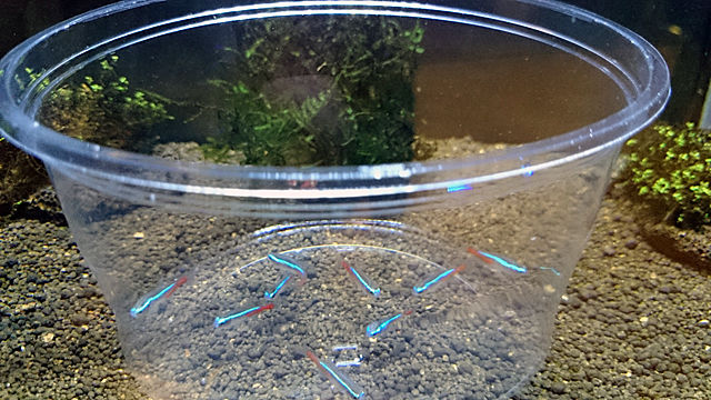 大人になって初めて飼ったペットはザリガニ 大人になって初めて飼ったペットはザリガニ