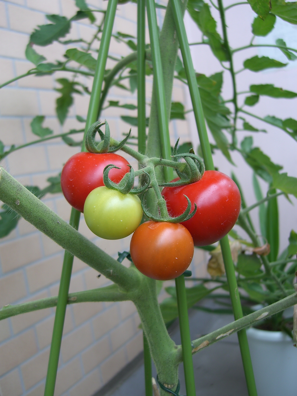 トマト成長過程7 頭の片隅