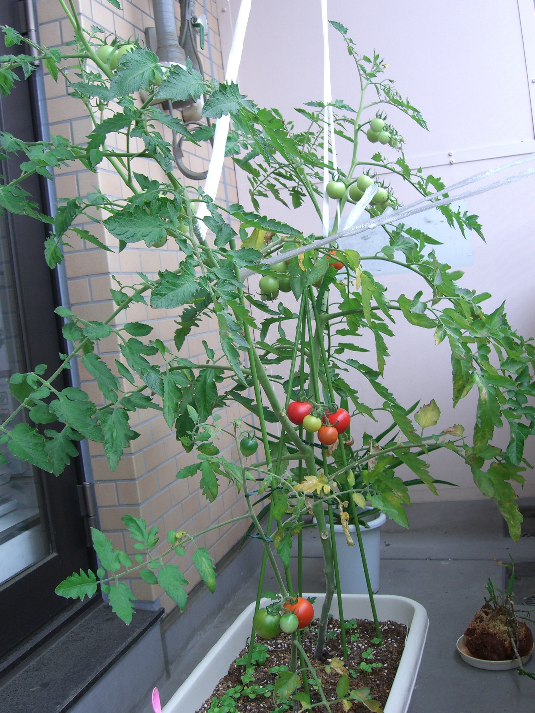 トマト成長過程7 頭の片隅